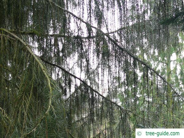 weeping spruce (Picea breweriana) branches and twigs