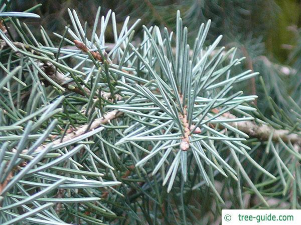 weeping spruce (Picea breweriana) needles