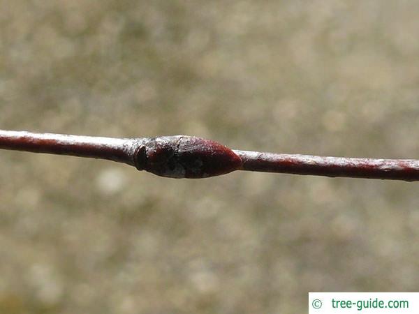 white birch (Betula pendula) axial buds