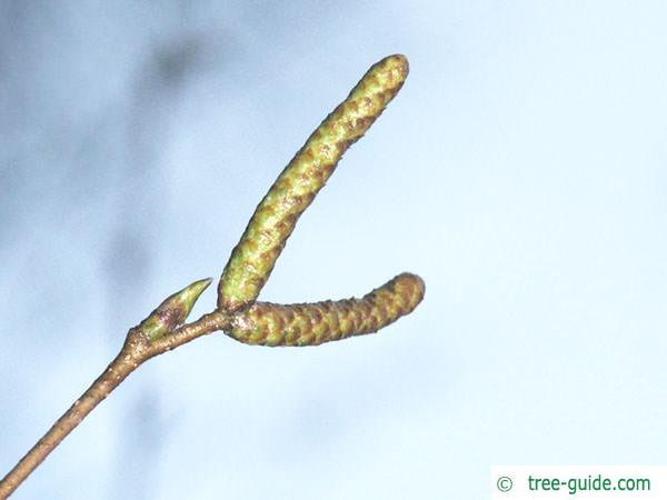 white birch (Betula pendula)f flower buds