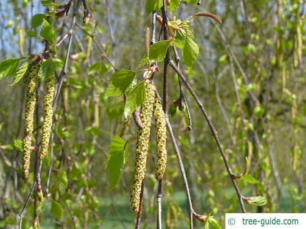 white birch (Betula pendula) flowers catkins