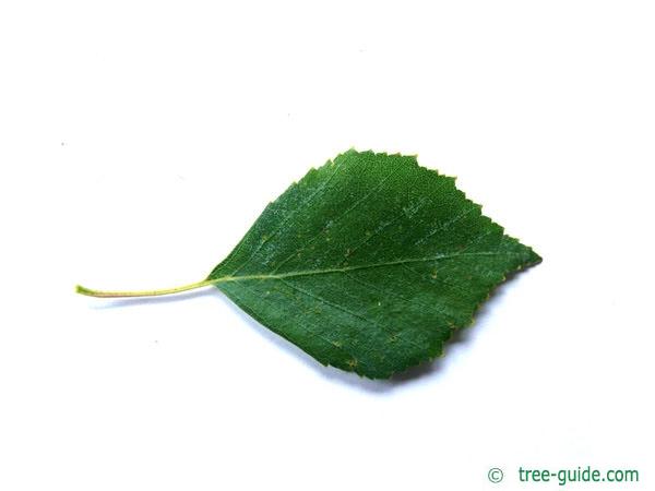 white birch (Betula pendula) leaf