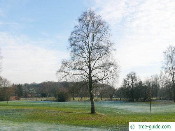 white birch (Betula pendula) tree in winter