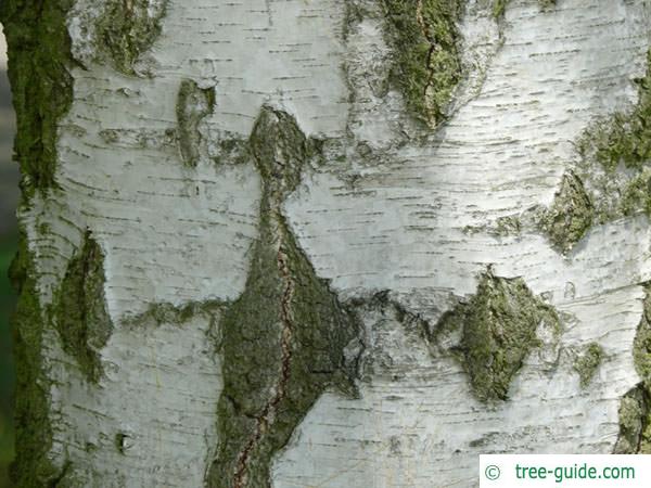 white birch (Betula pendula) the trunk is white and black