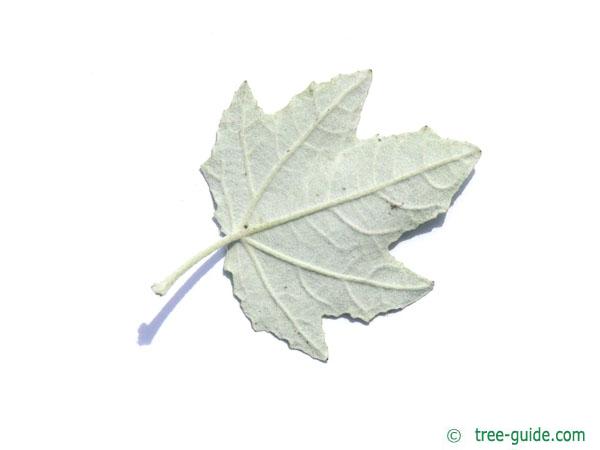 white poplar (Populus alba) leaf underside