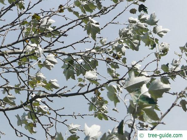 white poplar (Populus alba) leaves