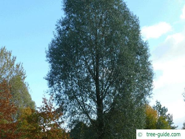 white willow (Salix alba) tree
