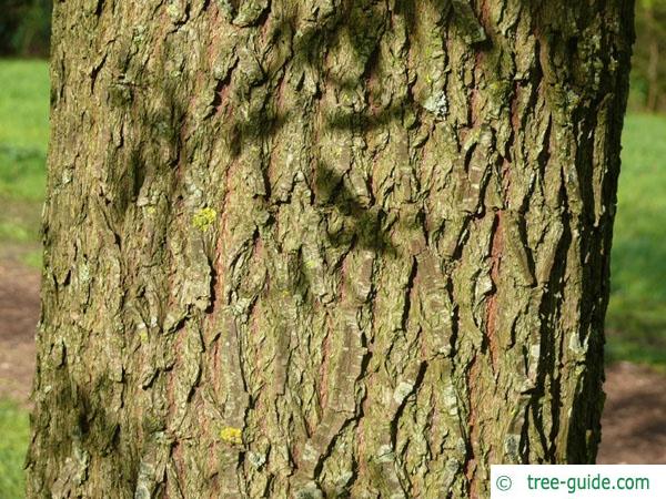white willow (Salix alba) trunk / bark