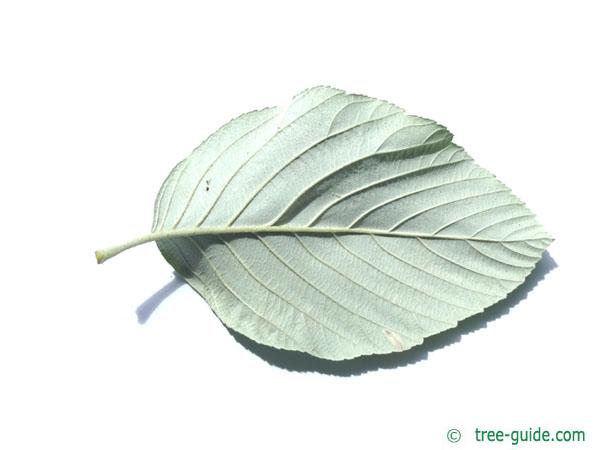 whitebeam (Sorbus aria) leaf underside