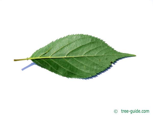 wild cherry (Prunus avium) leaf underside