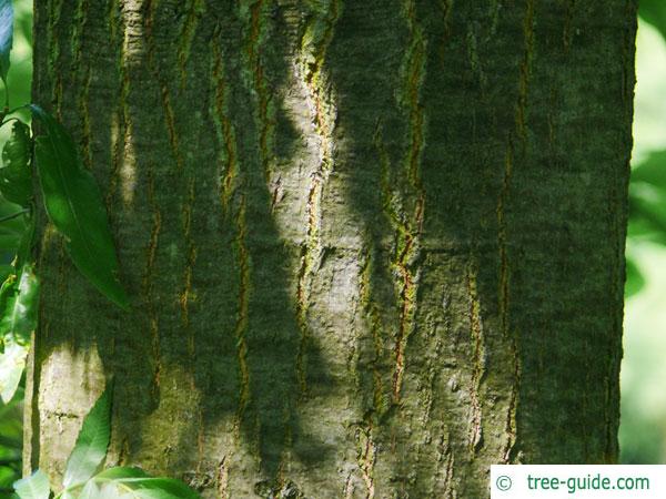 willow oak (Quercus phellos) trunk / bark