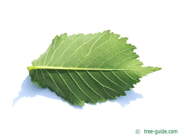 wych elm (Ulmus glabra) leaf underside
