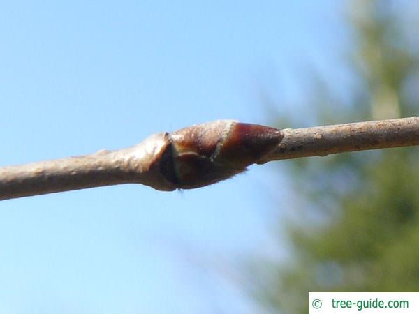 yellow birch (Betula alleghaniensis) axial bud