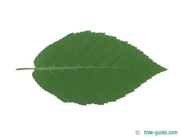 yellow birch (Betula alleghaniensis) leaf underside