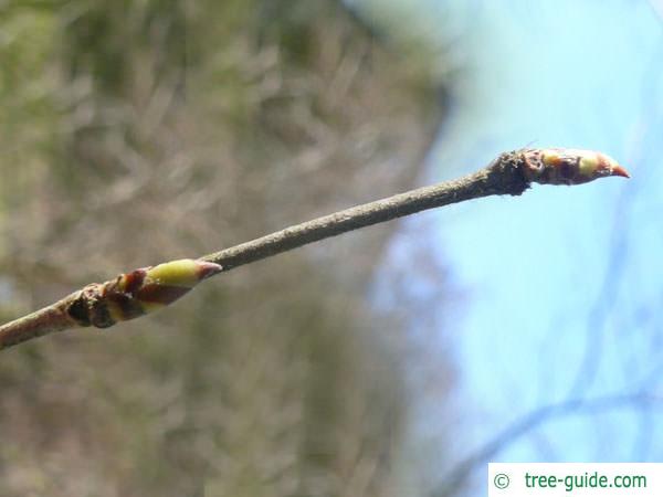yellow birch (Betula alleghaniensis) terminal bud