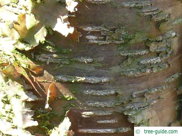 yellow birch (Betula alleghaniensis) trunk / bark
