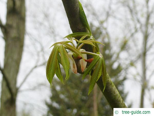 yellow buckeye (Aesculus flava) leaf budding