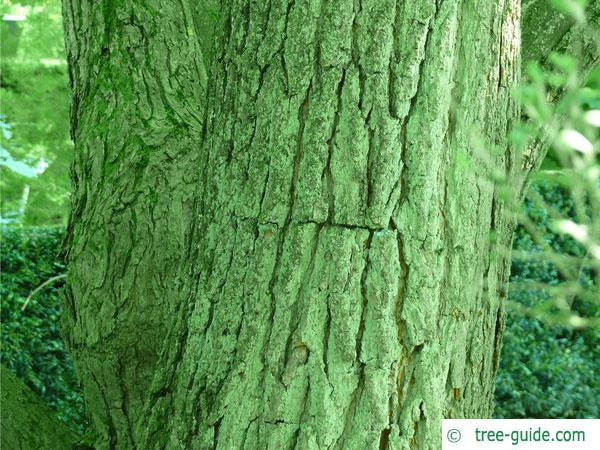 yellow catalpa (Catalps ovata) trunk / bark