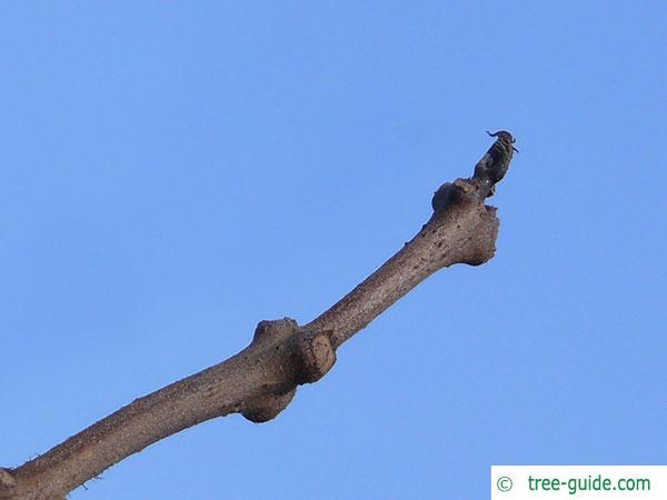 yellow catalpa (Catalps ovata) terminal bud in winter