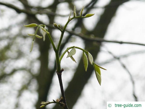 yellowwood (Cladrastis kentukea) branch budding