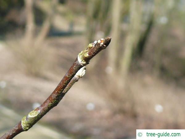 yellowwood (Cladrastis kentukea) bud