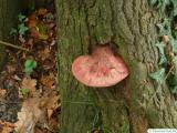 beefsteak fungus (Fistulina hepatica) at a tree