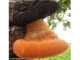 shaggy braket (Inonotus hispidus) at a tree