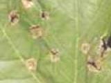 leaf marks on maple leaves