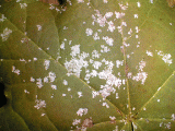 .Mildew on a maple leaf