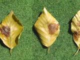  beech browning of leaves