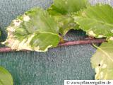 birch leaf deformation