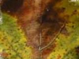 oak browning leaves