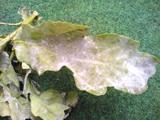 oak mildew on englisch oak