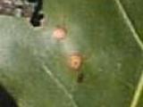 oak leaf spots