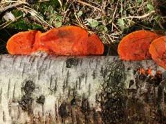 Cinnabar-red polypore (Pycnoporus cinnabarius) at birch