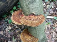 alder braket (Inonotus radiatus)