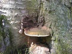 artists conk (Ganoderma lipsiense) trunk