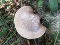 birch polypore (Piptoporus betulinus) at birch