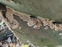 bleeding broadleaf crust (Stereum rugosum) beech