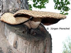 dryad's saddle (polyporus squamosus)