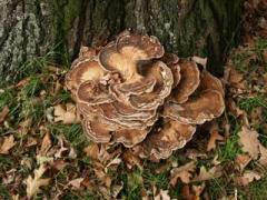 giant polypore (meripilus giganteus)