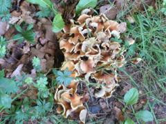 hen of the wood (Grifola frondosa)