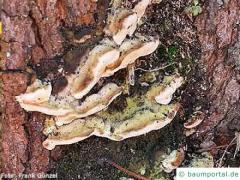 Mossy maple polypore (Oxyporus populinus)