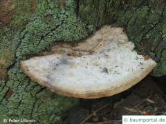 Oak mazegill (Daedalea quercina) top