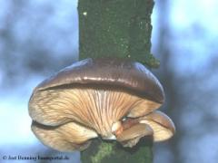 oyster fungus (Pleurotus ostreatus)