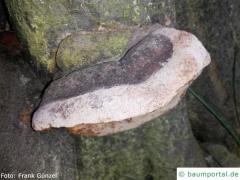 Phellinus tuberculosus top