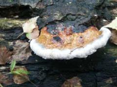 reishi (Ganoderma lucidum) at trunk