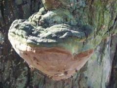 robustus conk (Phellinus robustus)