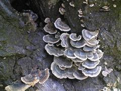 turkey tail (Trametes versicolor)