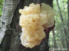 yellow brain (Tremella mesenterica)